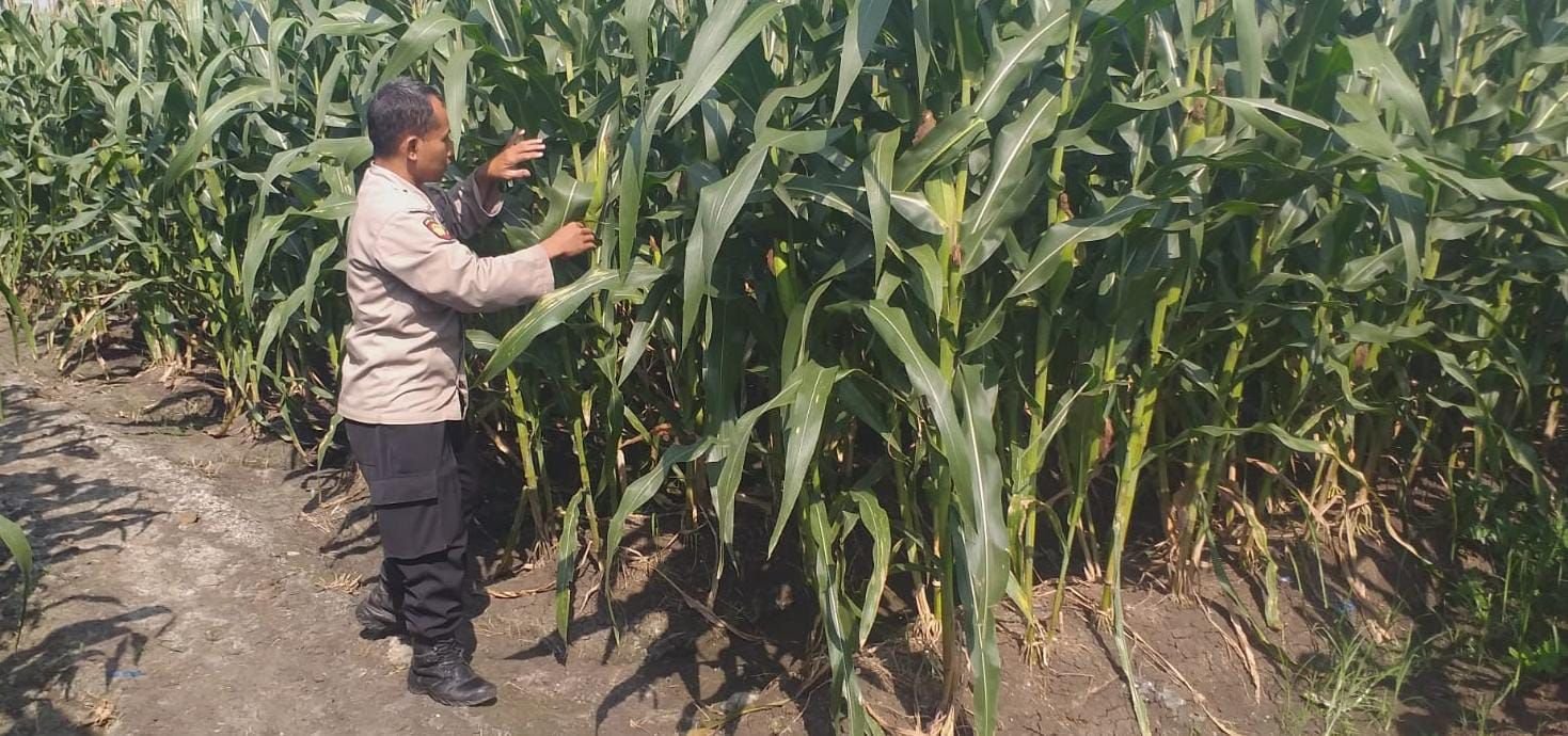 Polsek Menganti Aktif Dampingi Petani, Tinjau Lahan Jagung di Desa Bringkang