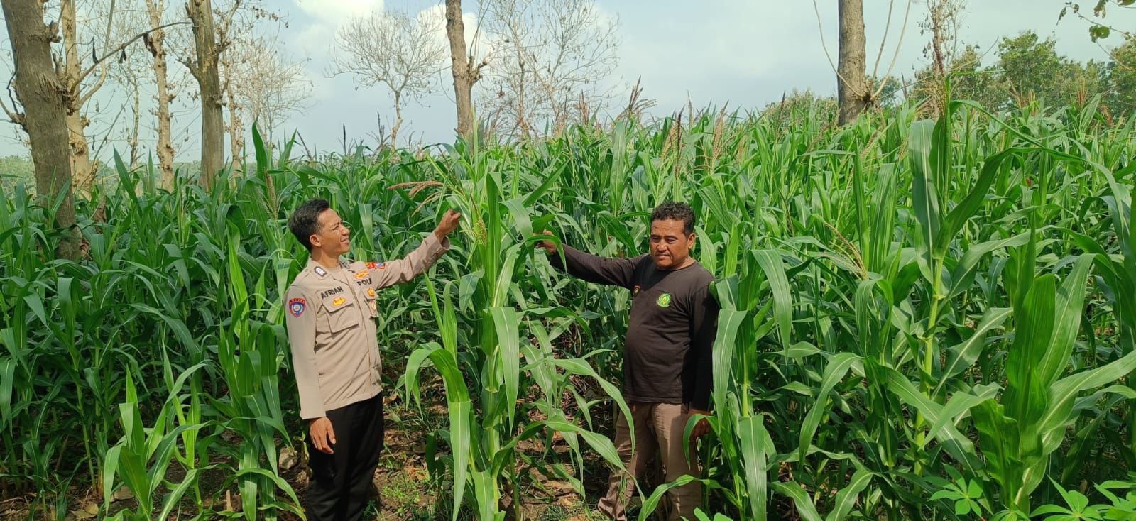 Polsek Panceng Turut Cek Tanaman Jagung di Desa Prupuh, Dukung Ketahanan Pangan Nasional
