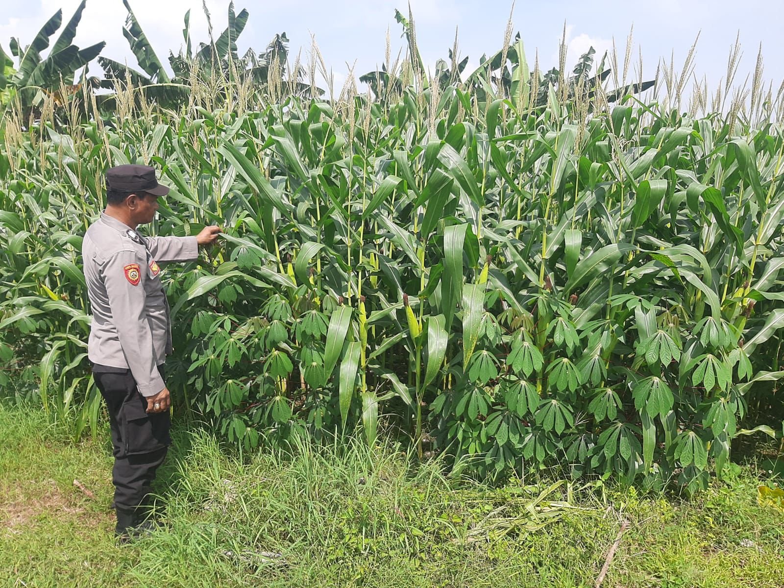 Polsek Kebomas Ikut Berperan Dalam Pengecekan Tanaman Jagung di Desa Kembangan.