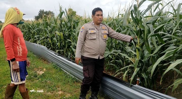 Perkuat Ketahanan Pangan, Polsek Dukun Kawal Langsung Perkembangan Lahan Jagung di Petiyintunggal