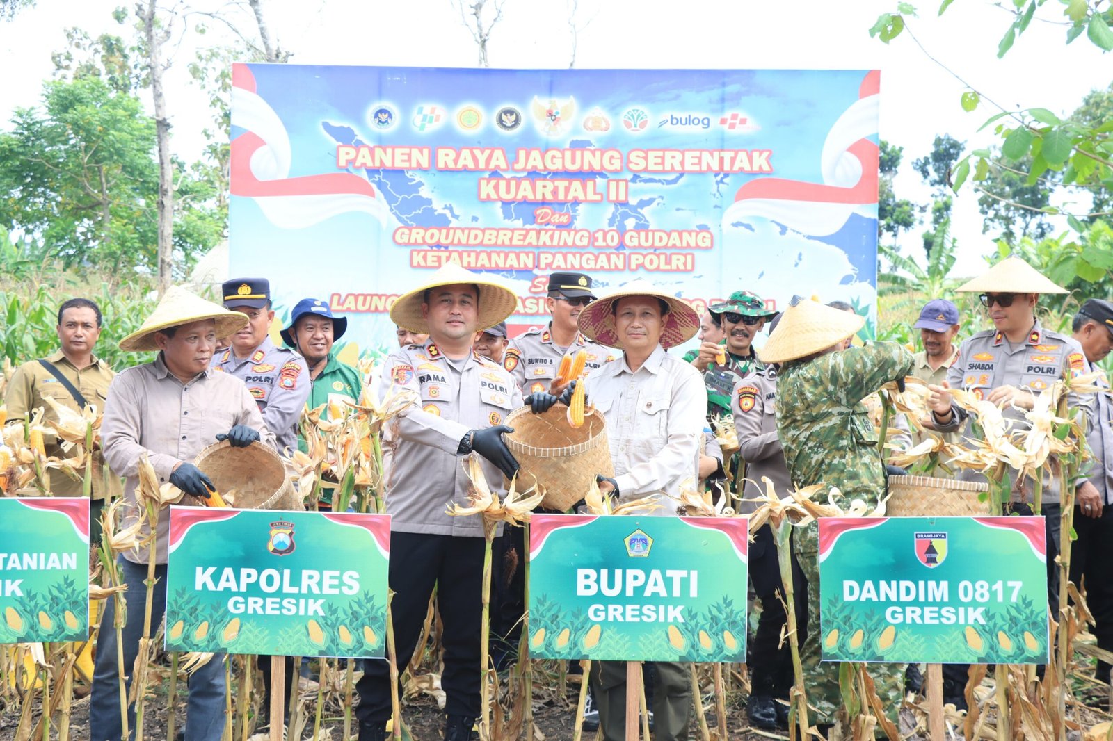 Dukung Ketahanan Pangan Nasional, Polres Gresik Sukses Panen Raya Jagung 80 Ton di Panceng dan Salurkan Bantuan untuk Petani