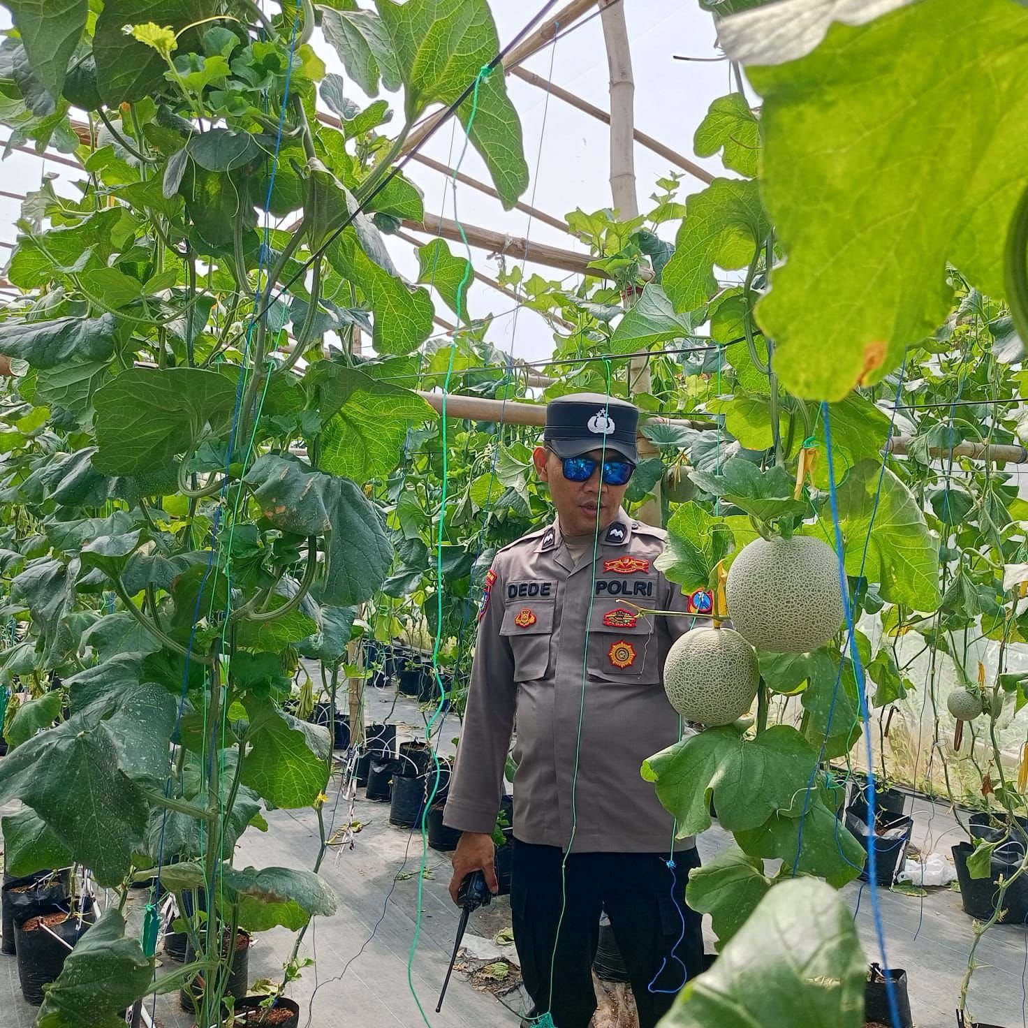 Dukung Swasembada Pangan, Polsek Manyar Dampingi Budidaya Melon di Sukomulyo