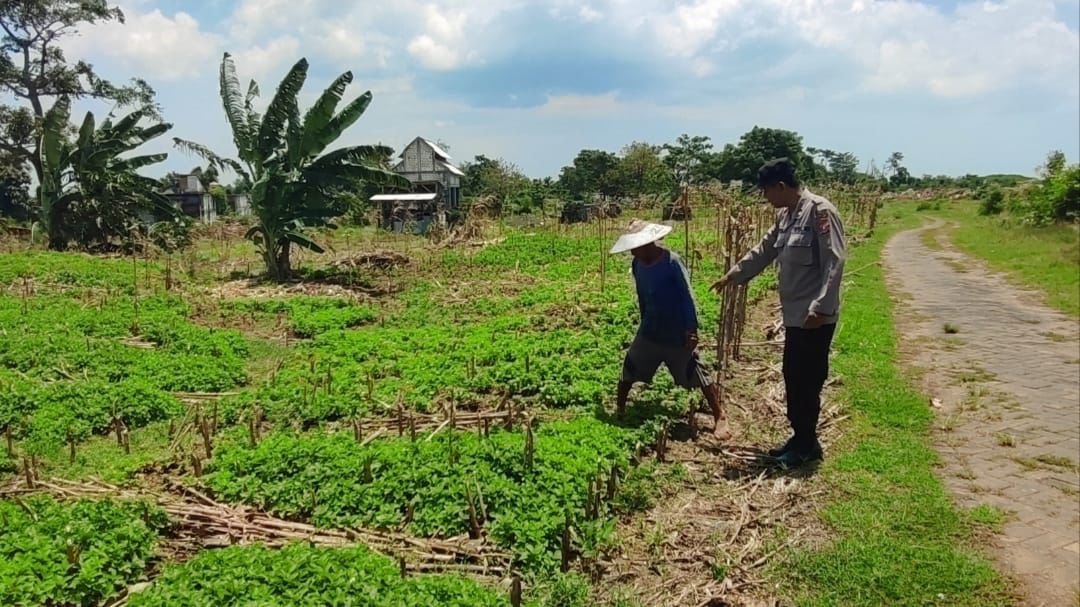 Dukung Swasembada Pangan, habinkamtibmas Polsek Bungah turut andil Dalam kegiatan pertanian di Desa Melirang.