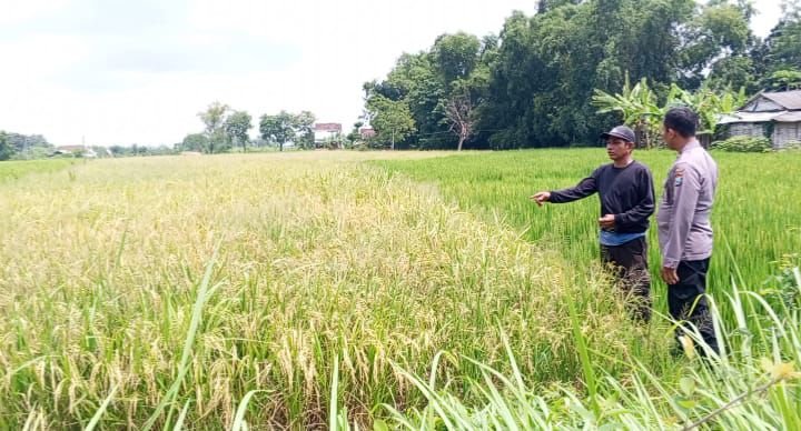 Dukung Ketahanan Pangan Nasional, Bhabinkamtibmas Polsek Balongpanggang Dampingi Petani Padi di Desa Tenggor