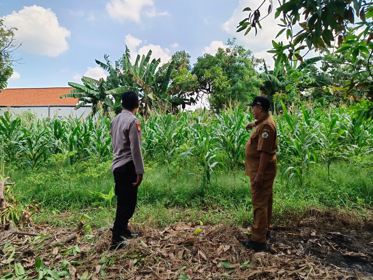 Bhabinkamtibmas Polsek Driyorejo Turut Andil Dukung Ketahanan Pangan Lewat Pendampingan Petani Jagung di Desa Tenaru