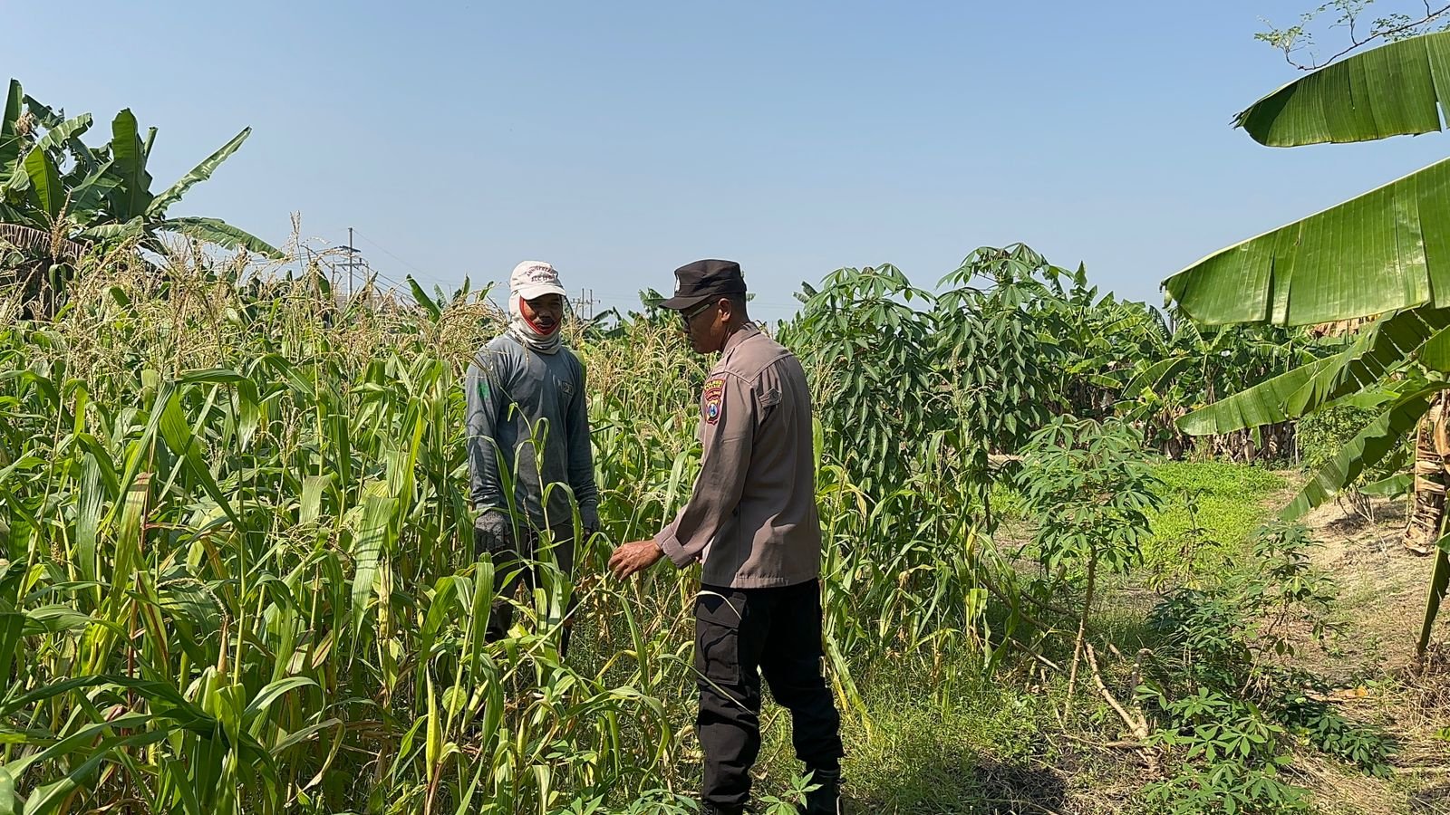 Masif Dampingi Petani, Perkuat Swasembada Pangan di Gresik