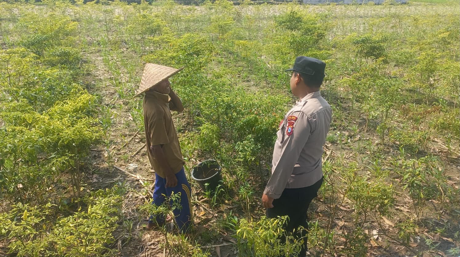 Bhabinkamtibmas Sumbergede Monitoring Perkembangan Tanaman Cabe