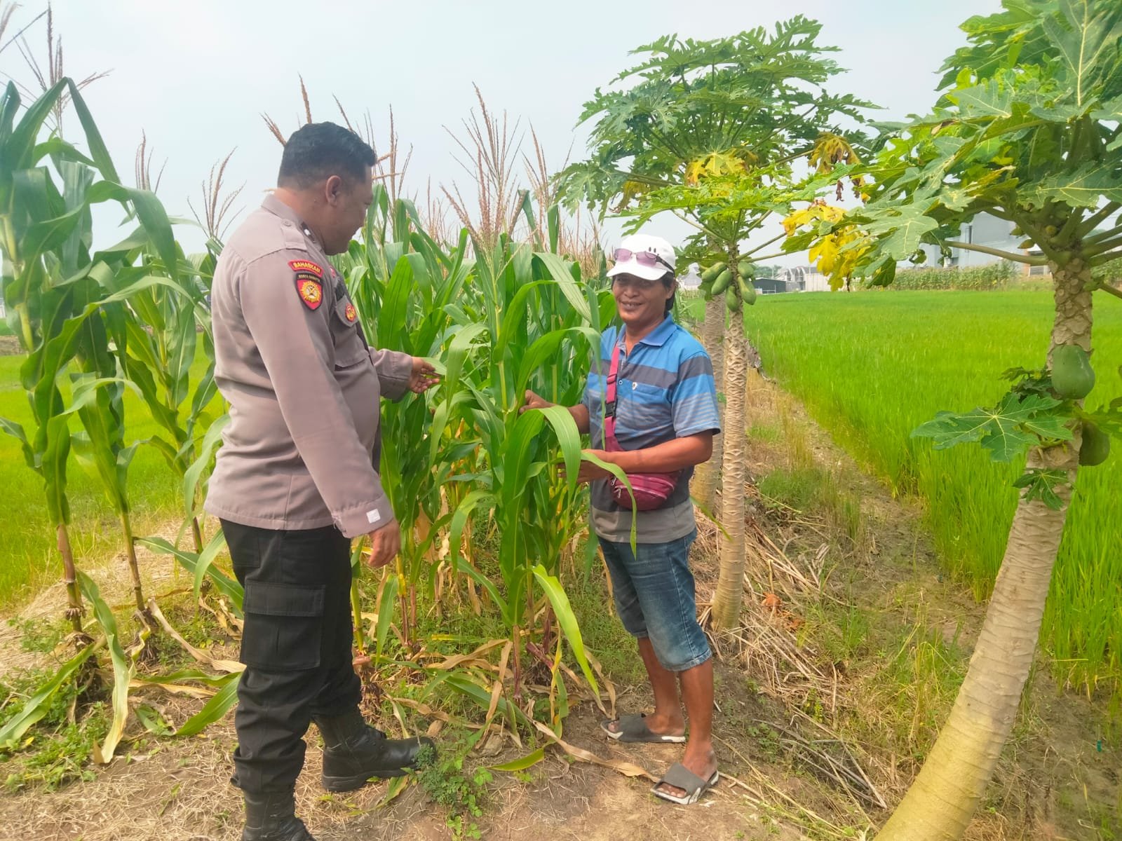 Bhabinkamtibmas Desa Sukoanyar Turun ke Lahan Jagung, Polri Dorong Ketahanan Pangan Nasional