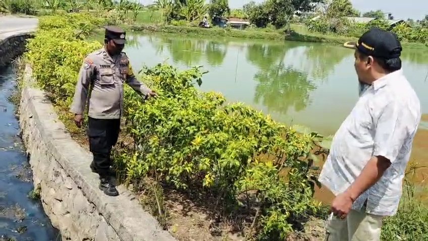 Jaga Ketahanan Pangan, Polsek Sidayu Intensif Dampingi Petani Cabai di Kertosono