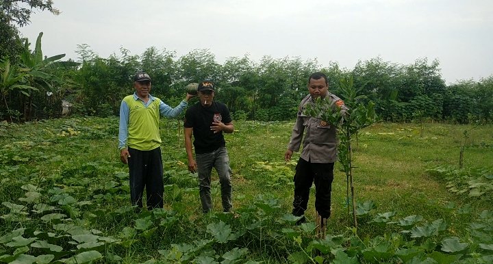 Dukung Swasembada Pangan, Kapolsek Dukun Turun Langsung Cek Lahan Labu di Desa Tebuwung