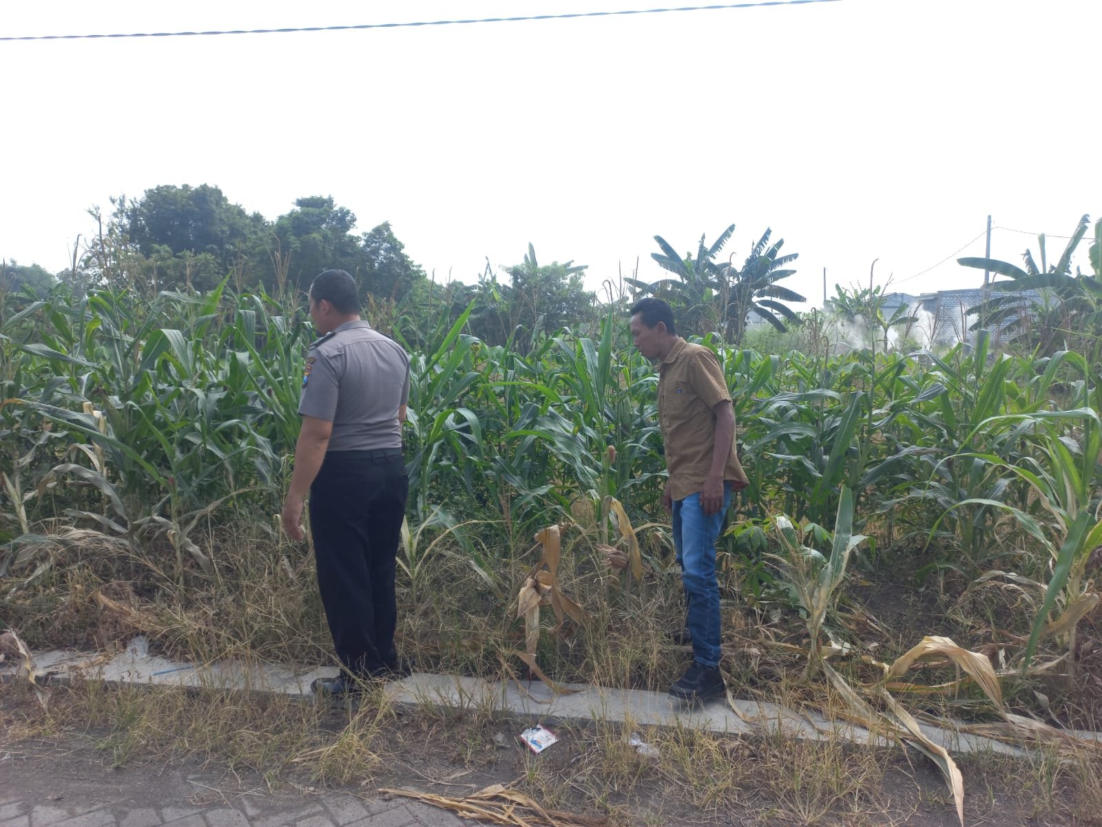 Dukung Ketahanan Pangan Nasional, Polsek Cerme Intensifkan Monitoring Tanaman di Desa Morowudi