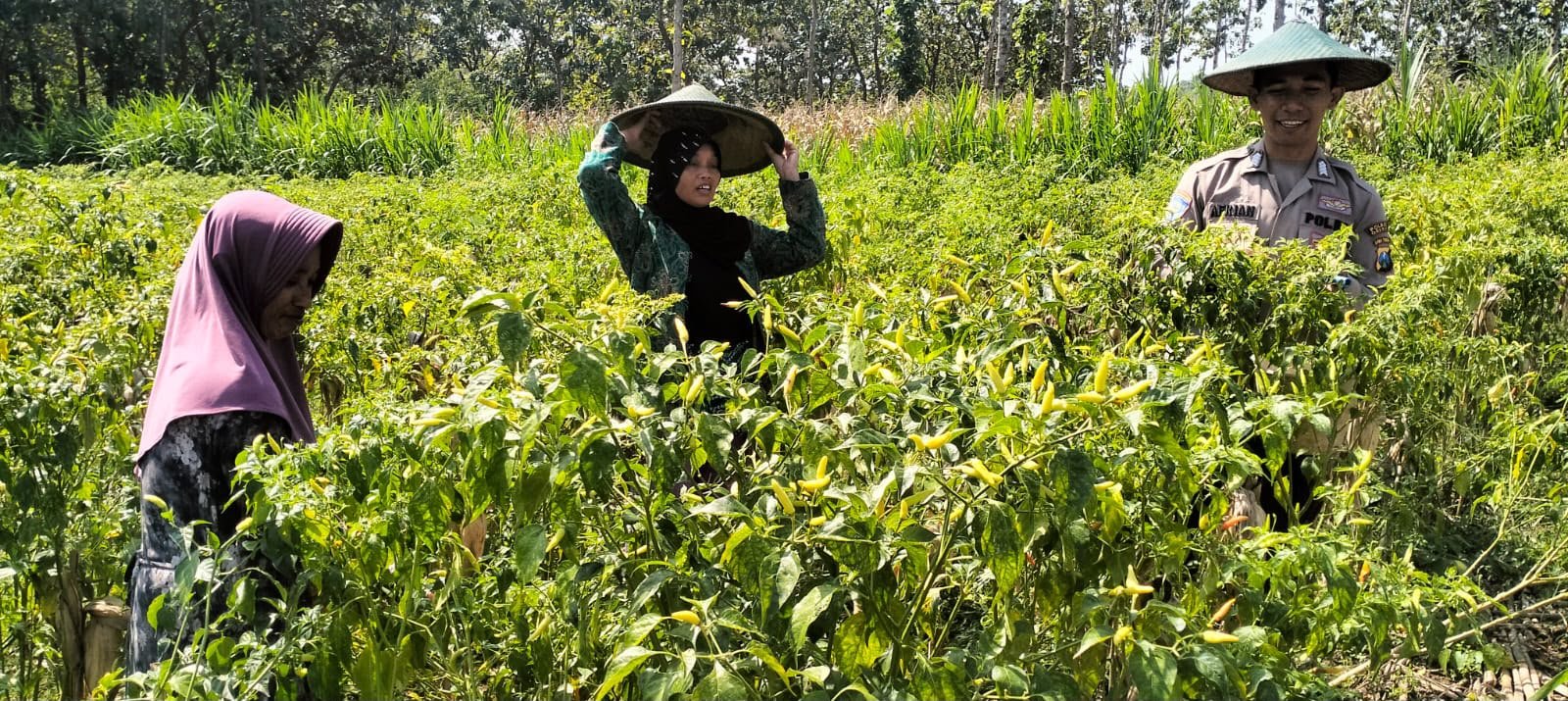 Kemandirian Pangan Nasional, Personel Polres Gresik Dampingi Sektor Pertanian di Panceng
