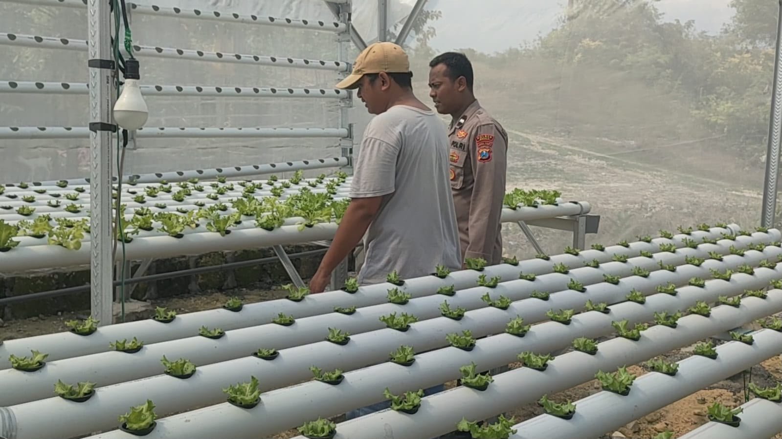 Dukung Swasembada Pangan, Kapolsek Sidayu Monitoring Budidaya Selada Milik Warga