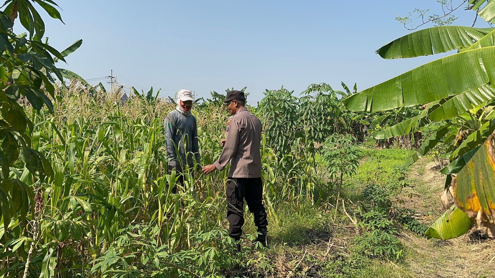 Kebun Tumpangsari di Prambangan Jadi Fokus Ketahanan Pangan Polres Gresik