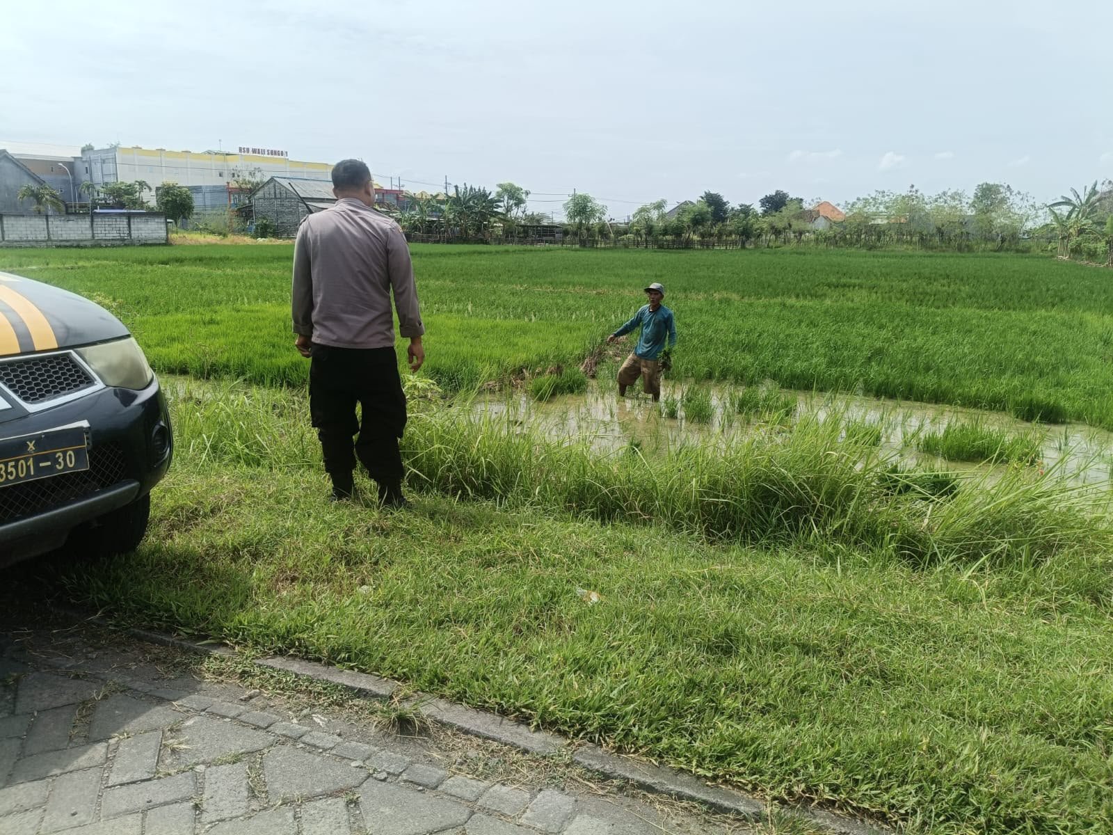 Wujud Kepedulian, Polres Gresik Kawal Ketahanan Pangan Tanaman Padi di Karangsemanding