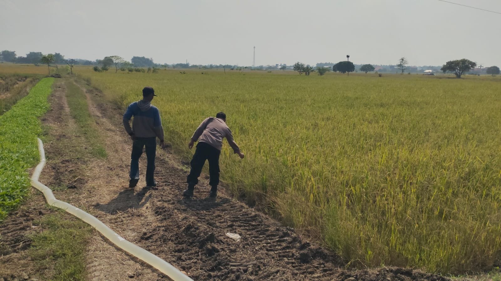 Polres Gresik Perkuat Ketahanan Pangan, Polsek Balongpanggang Aktif Dampingi Petani Padi