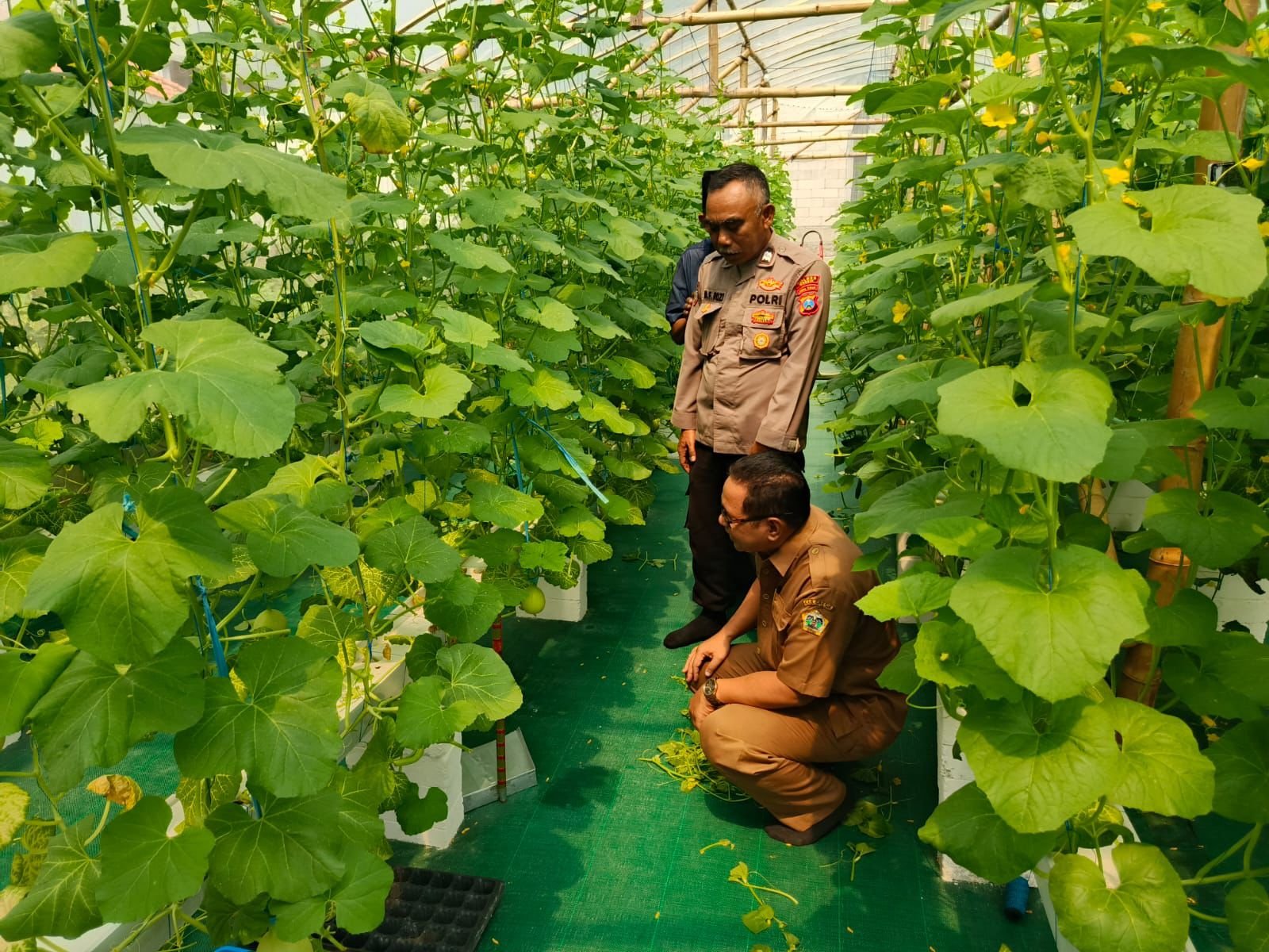 Budidaya Melon Jadi Perhatian Polsek Manyar, Dorong Produktivitas Pertanian dan Kesejahteraan Petani