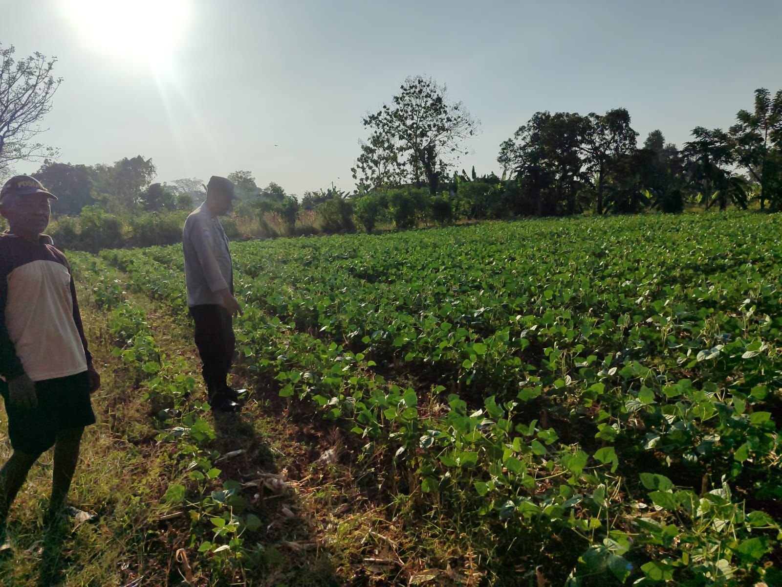 Dukung Program Pemerintah,Polsek Bungah Cek Tanaman Kacang Hijau