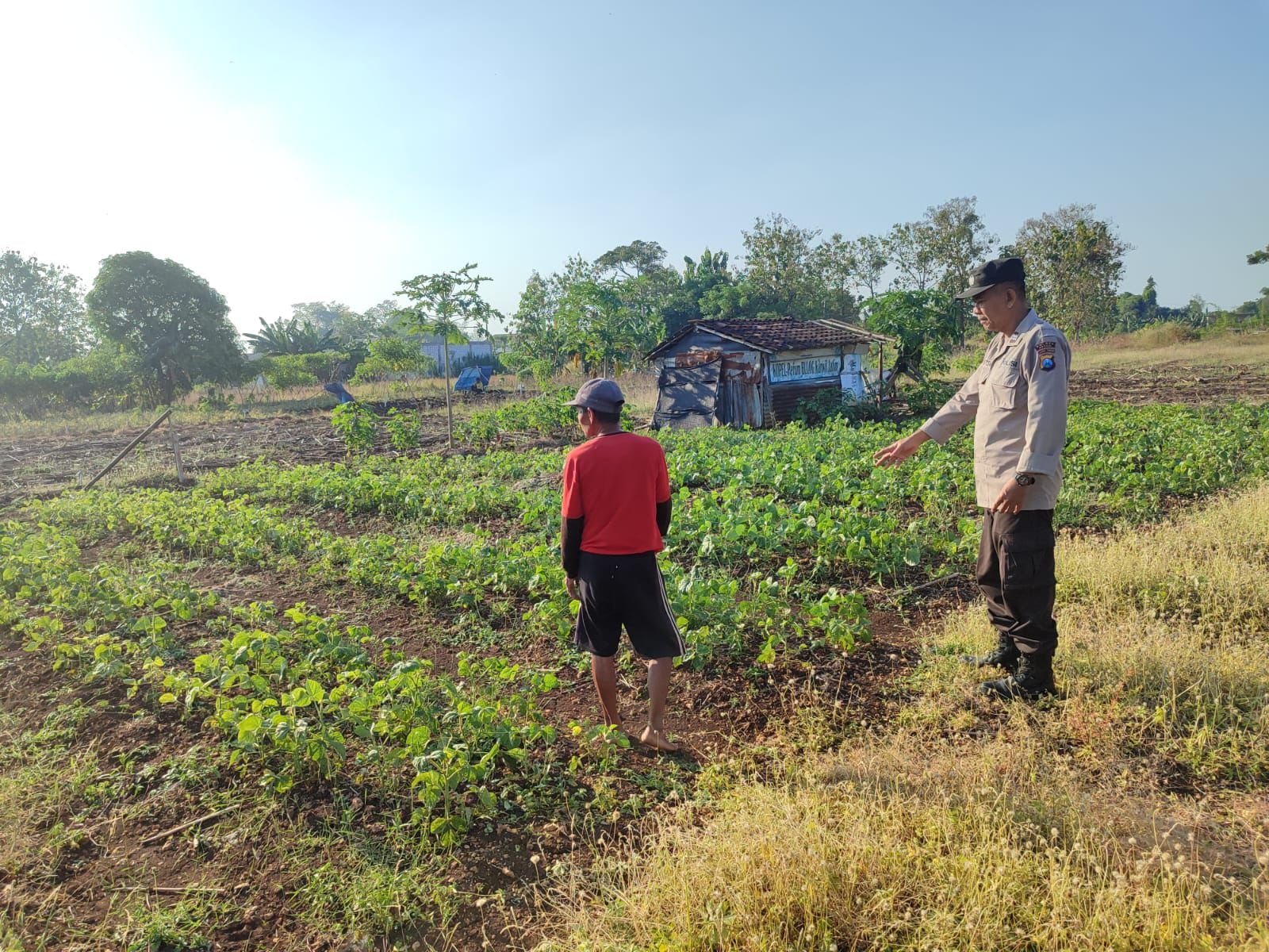 Sinergi Polri dan Petani, Polsek Bungah Monitoring Tanaman Kacang Hijau Demi Swasembada Pangan