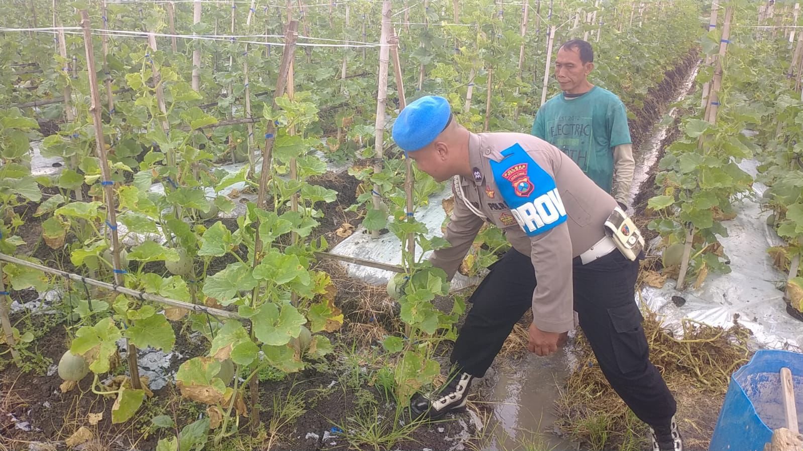 Dukung Ketahanan Pangan, Polsek Balongpanggang Intensif Pantau Budidaya Melon Petani