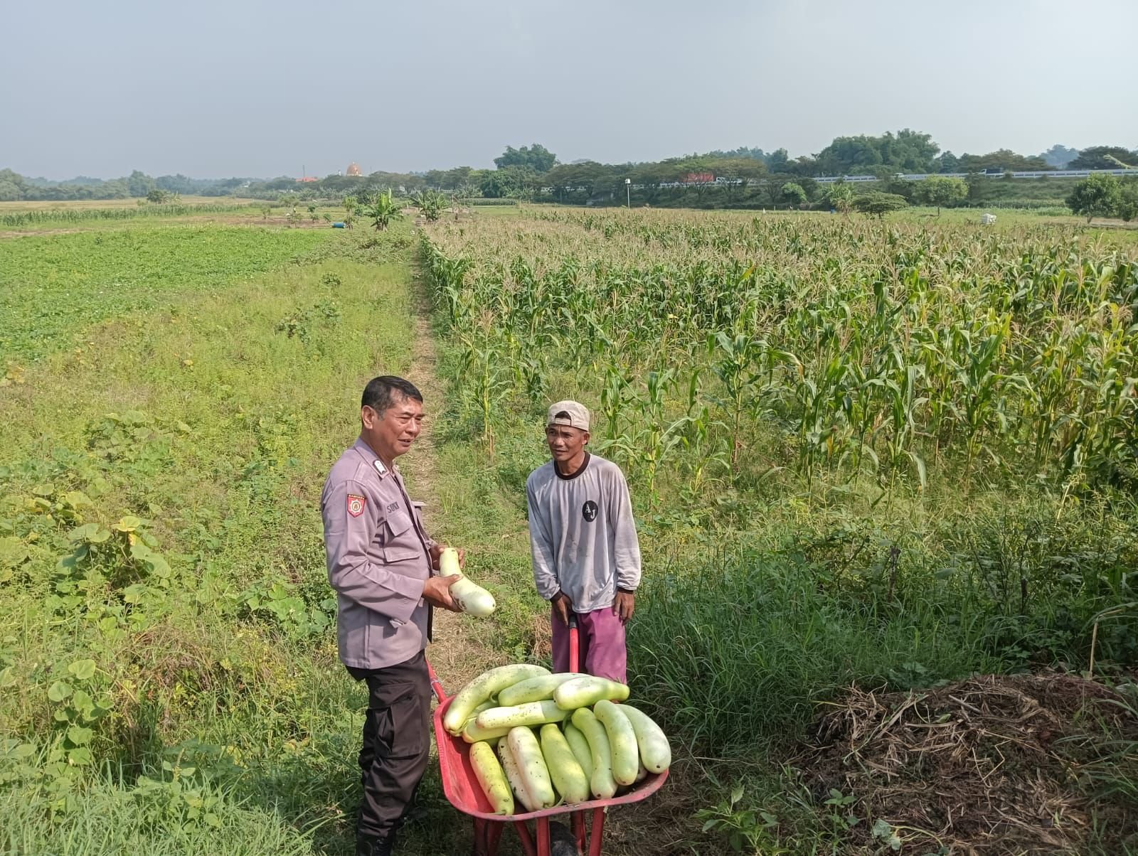 Polsek Wringinanom Turun ke Lahan, Pastikan Tanaman Labu Tumbuh Optimal untuk Ketahanan Pangan