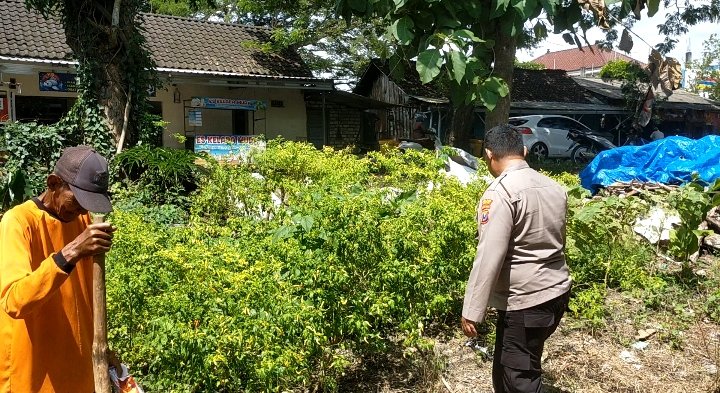 Dukung Ketahanan Pangan, Polsek Dukun Lakukan Pengecekan Tanaman Cabai Dukung Program Swasembada Pangan di Gresik
