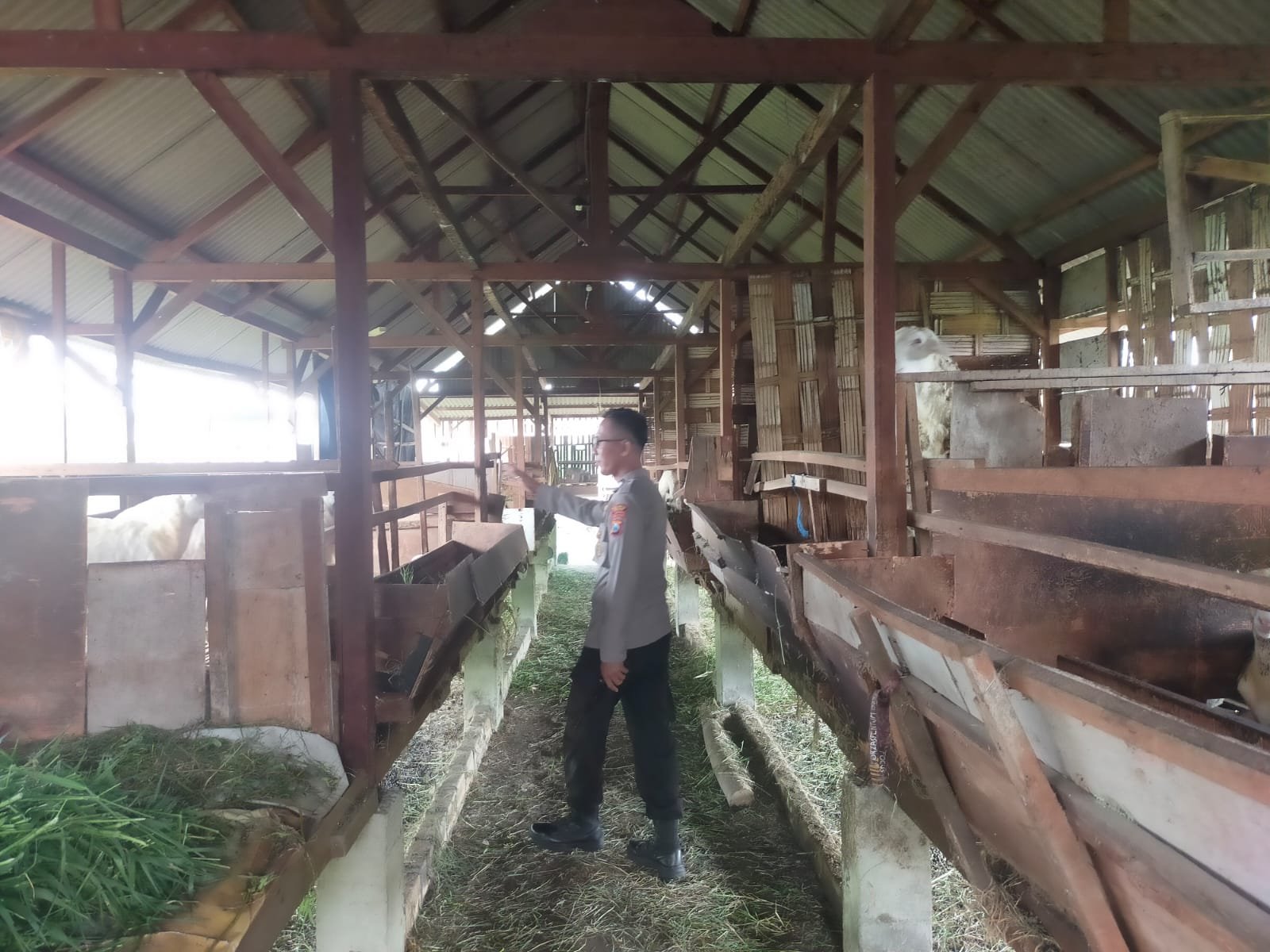 Polsek Manyar Dukung Program Ketahanan Pangan Nasional, Polsek Manyar Cek Ternak Kambing Di Peganden