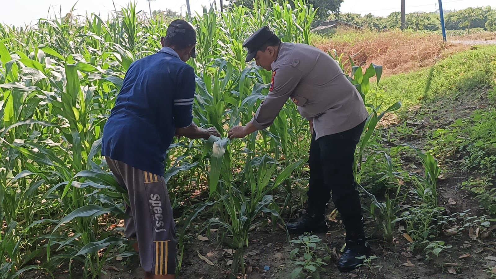 Tingkatkan Produktivitas Pertanian, Polsek Wringinanom Dampingi Petani Jagung