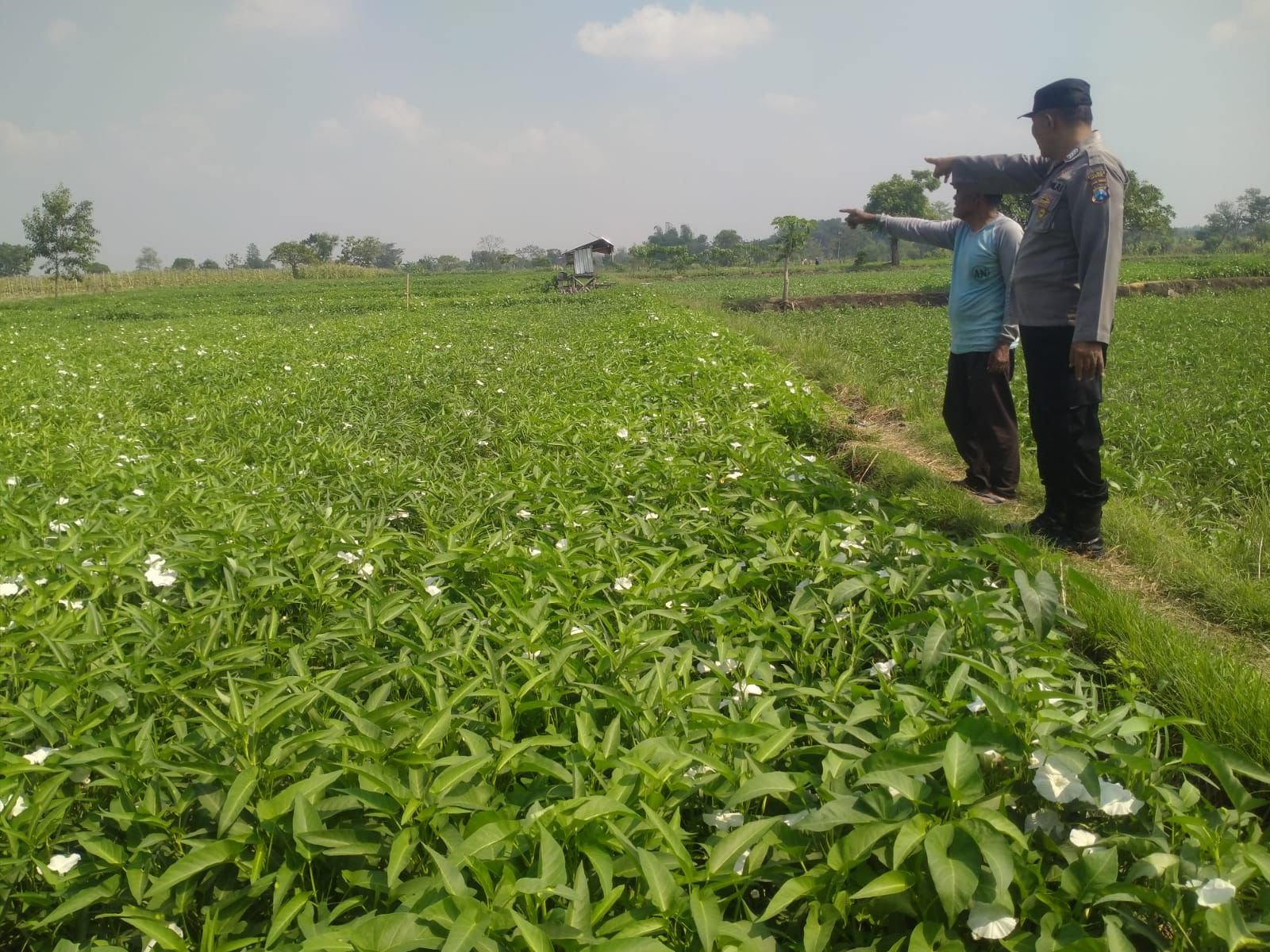 Sinergi Polri dan Petani, Polsek Balongpanggang Kawal Budidaya Kangkung Demi Ketahanan Pangan Nasional