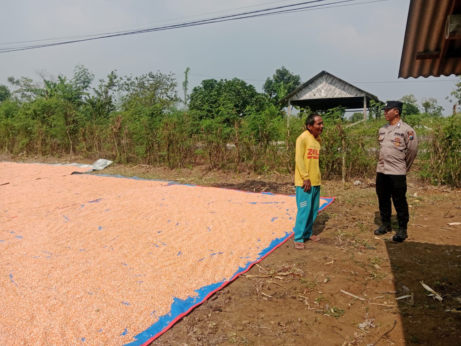 Polsek Panceng Cek Hasil Panen Jagung, Komitmen Polri Dukung Kesejahteraan Petani