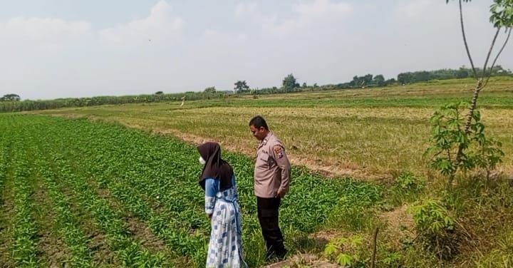 Polri Hadir di Lahan Pertanian, Bhabinkamtibmas Pantau Perkembangan Kangkung di Kedungpring