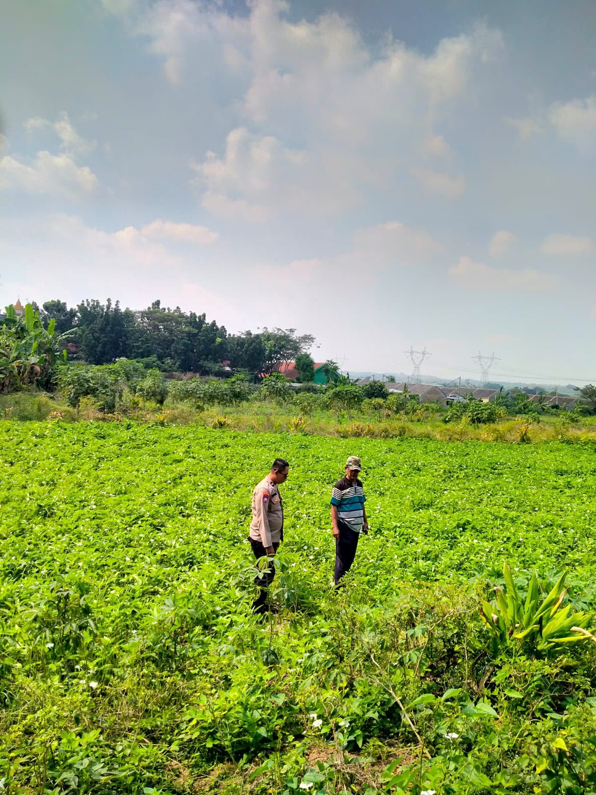 Pastikan Produktivitas Petani, Kapolsek Kedamean Cek Lahan Kangkung di Gresik