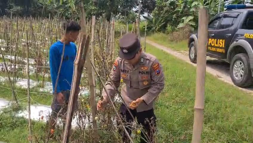 Dengarkan Keluhan Petani Tomat, Polsek Sidayu Berkomitmen Sukseskan Swasembada Pangan