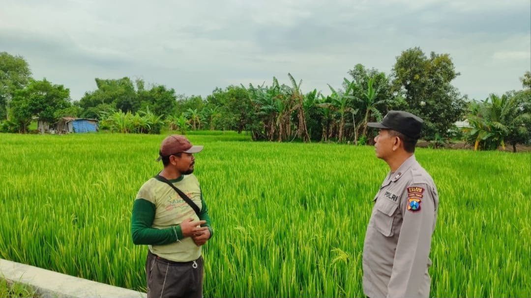 Polres Gresik Terus Dampingi Petani, Pertumbuhan Padi di Bungah Dipantau Langsung