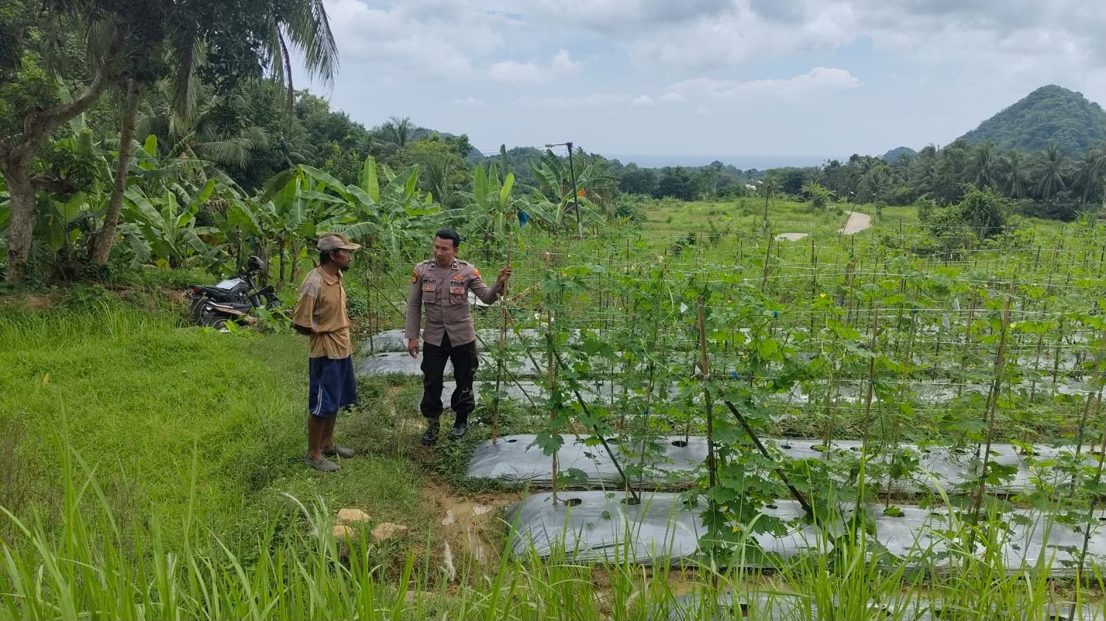 Dukung Swasembada Pangan, Polsek Sangkapura Cek Perkebunan Pare di Desa Patar Selamat