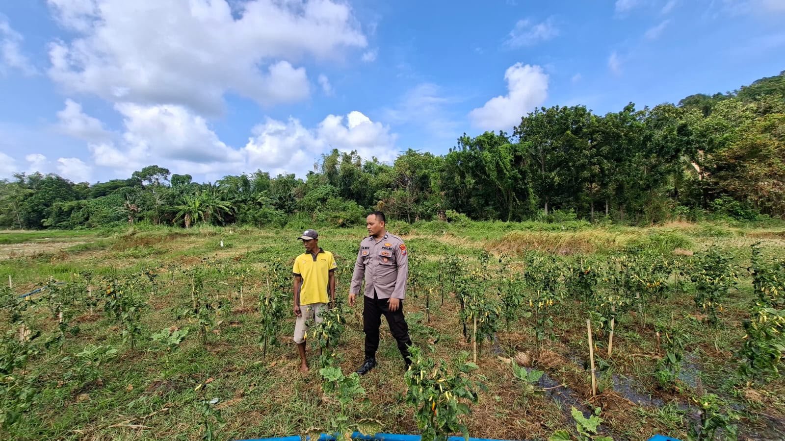 Implementasi Asta Cita Presiden, Kapolsek Sangkapura Dampingi Petani Cabai di Gresik