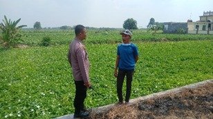Polri Hadir di Lahan Pertanian, Polsek Balongpanggang Pantau Budidaya Kangkung Demi Swasembada Pangan