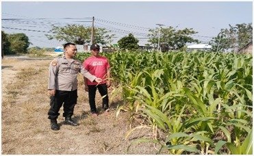 Polsek Benjeng Turun ke Lahan Jagung, Kawal Program Ketahanan Pangan Nasional