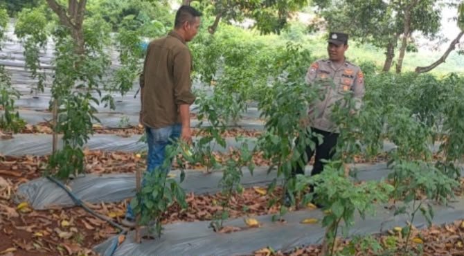 Jaga Produktivitas Cabai, Polsek Sidayu Intensifkan Pendampingan Petani di Desa Wadeng