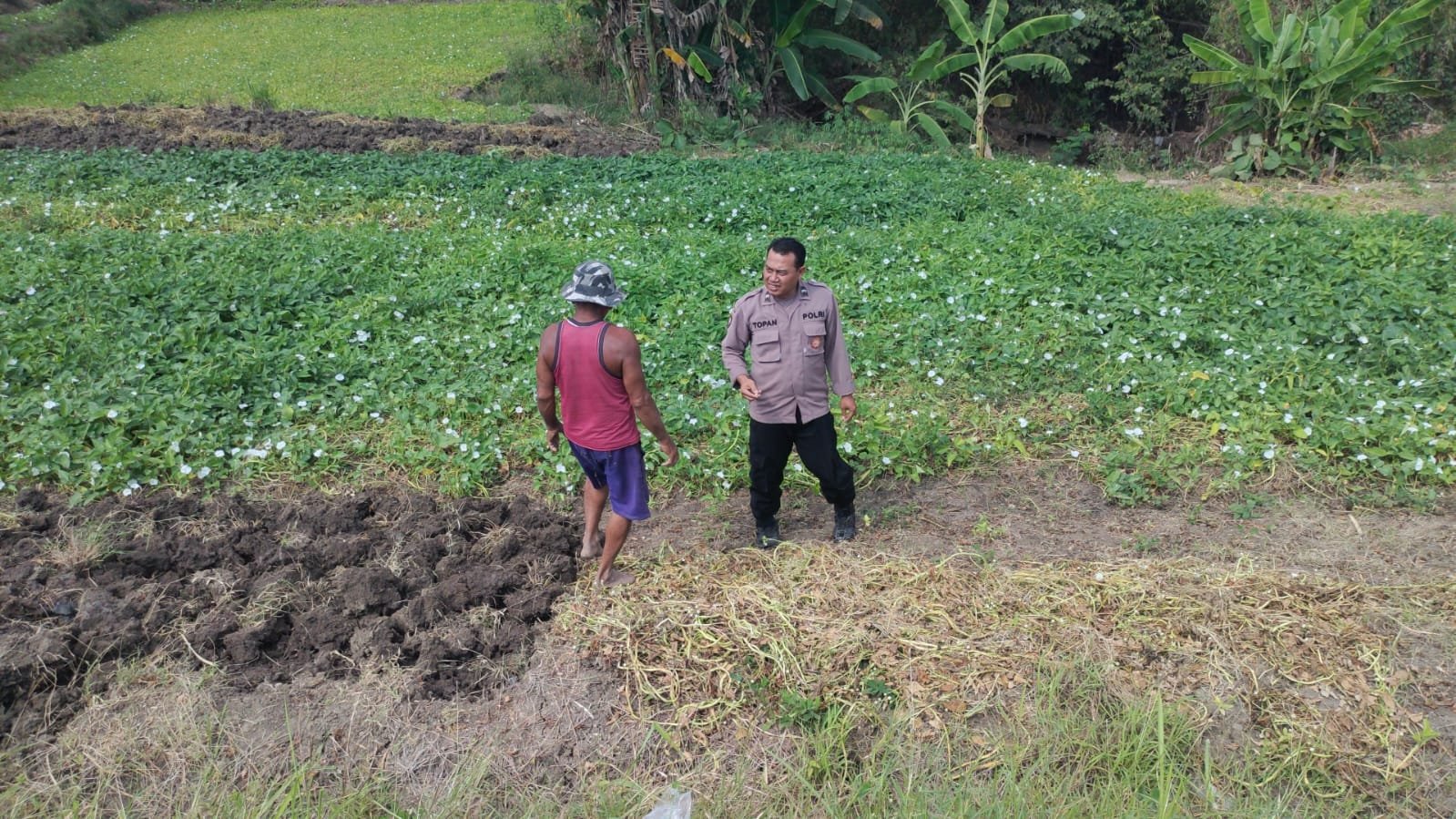 Polri Hadir di Sawah, Polsek Balongpanggang Dampingi Petani Kangkung Demi Ketahanan Pangan