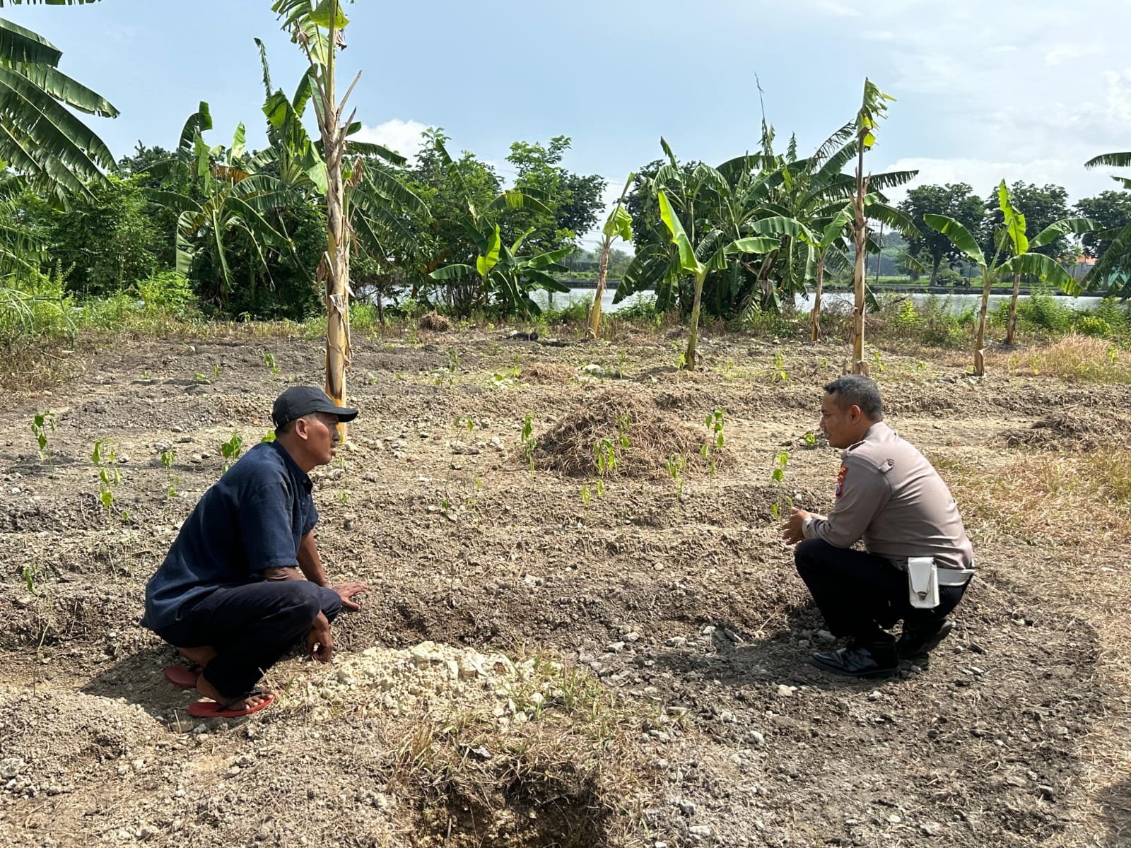 Polsek Kebomas Pantau Tanaman Jagung di Desa Kembangan, Perkuat Dukungan Ketahanan Pangan Nasional