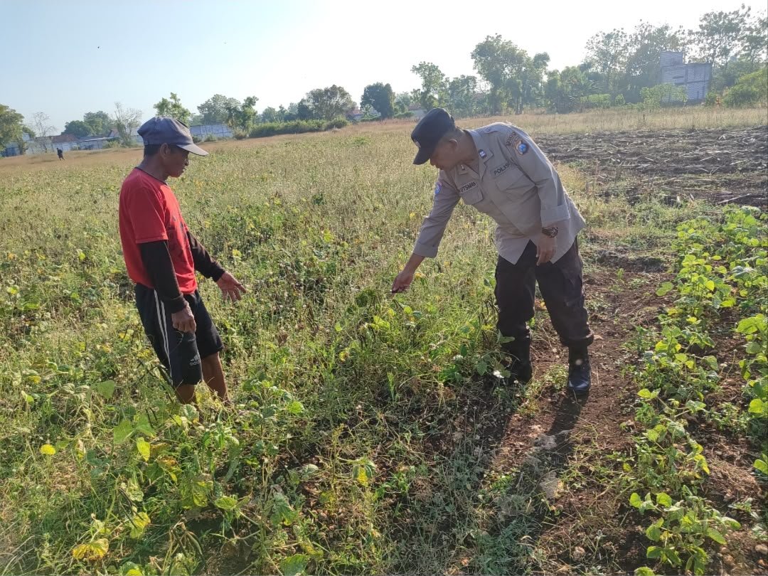 Dukung Swasembada Pangan, Polsek Bungah Pantau Budidaya Kacang Hijau di Desa Melirang