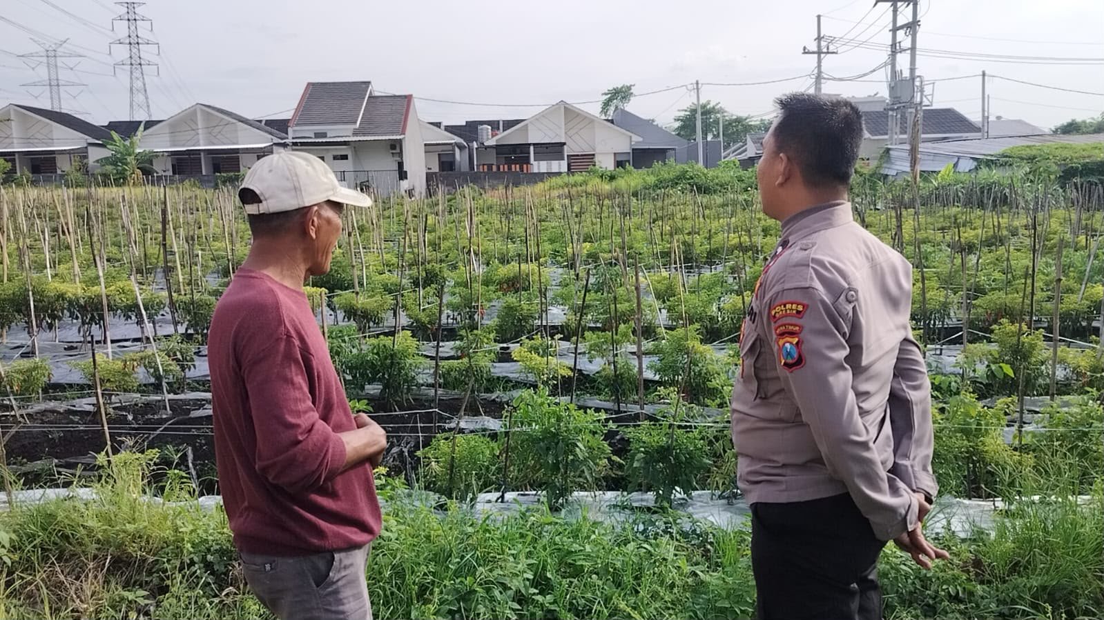 Polsek Menganti Turun ke Lahan, Pastikan Tanaman Lombok di Bringkang Tumbuh Optimal