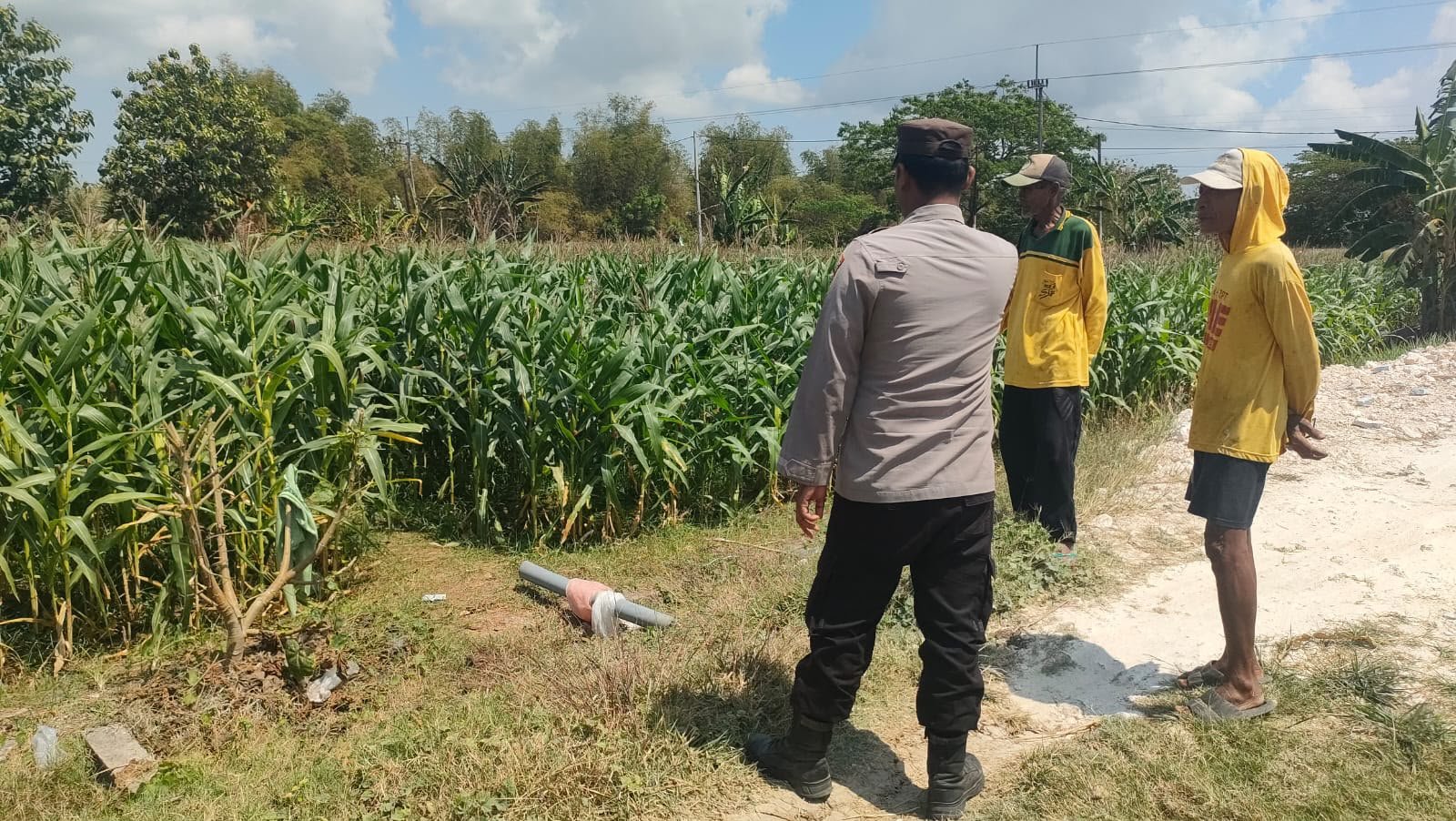 Perkuat Ketahanan Pangan, Polsek Sidayu Monitoring Tanaman Jagung di Desa Wadeng