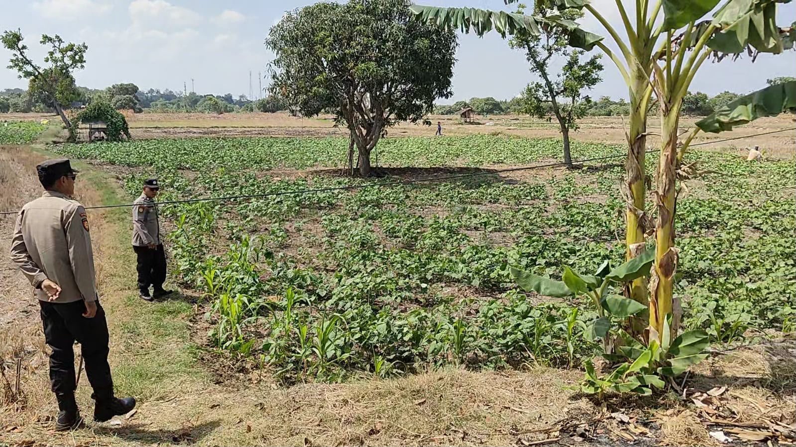 Perkuat Ketahanan Pangan, Polsek Panceng Cek Lahan Kacang Hijau di Desa Wotan