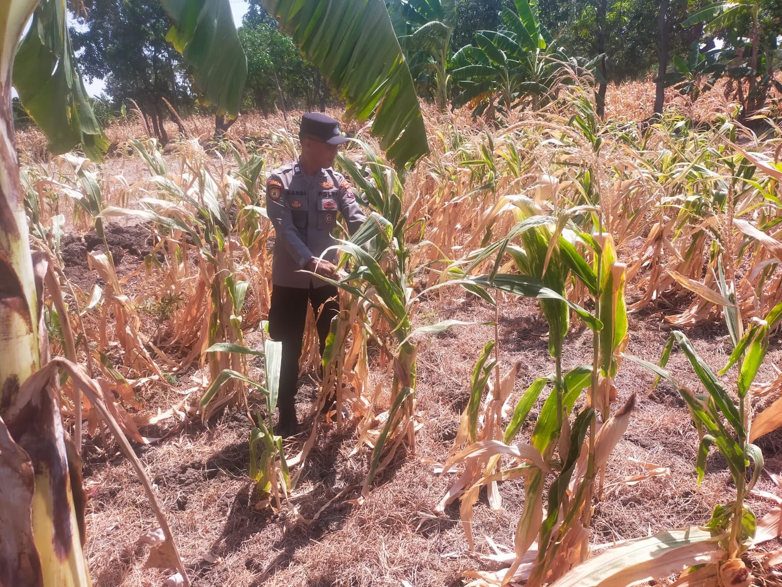 Sinergi Polri dan Petani Diperkuat, Polsek Manyar Pantau Tanaman Jagung