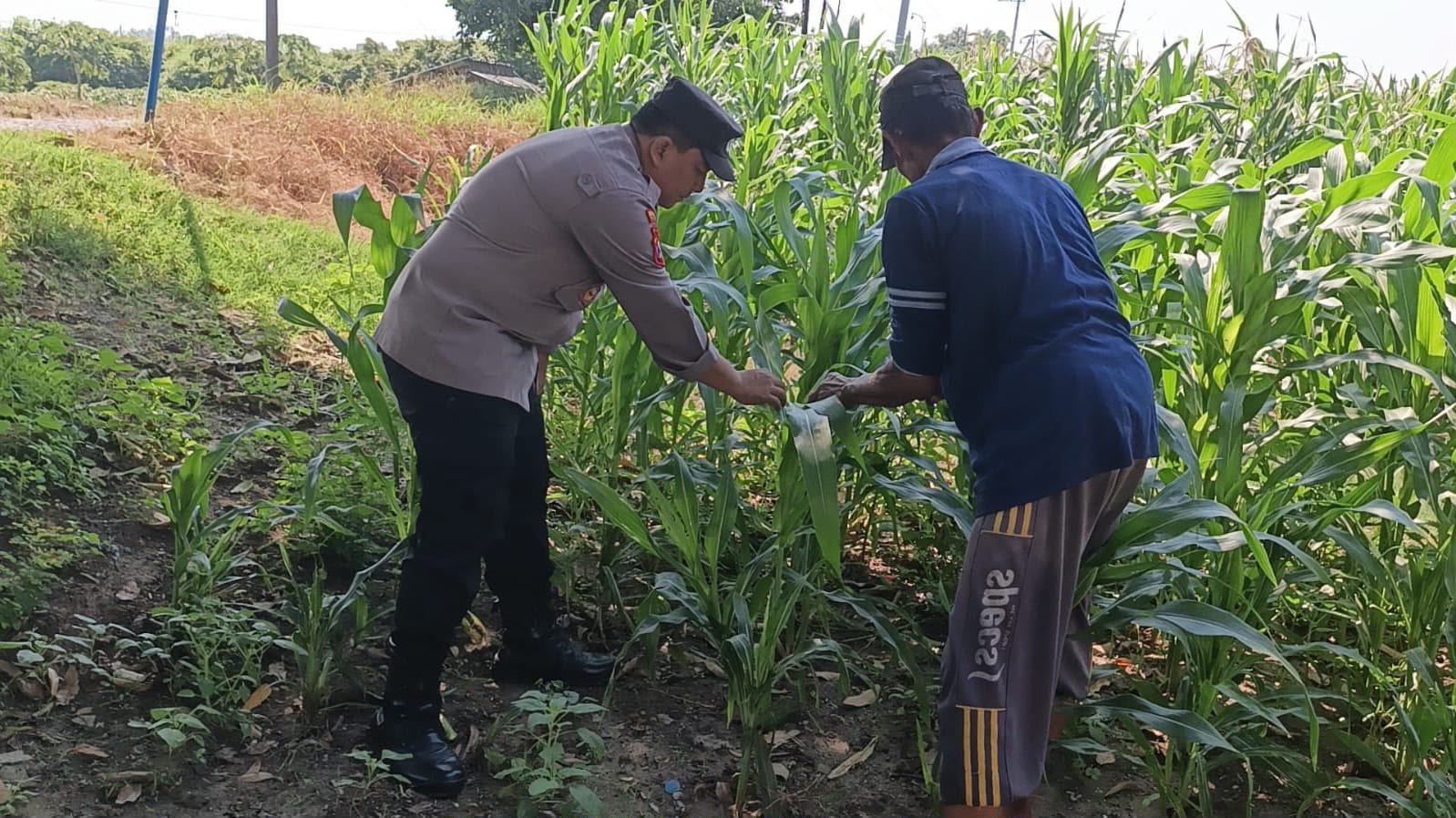 Ketahanan Pangan Jadi Perhatian, Polsek Wringinanom Rutin Pantau Tanaman Jagung