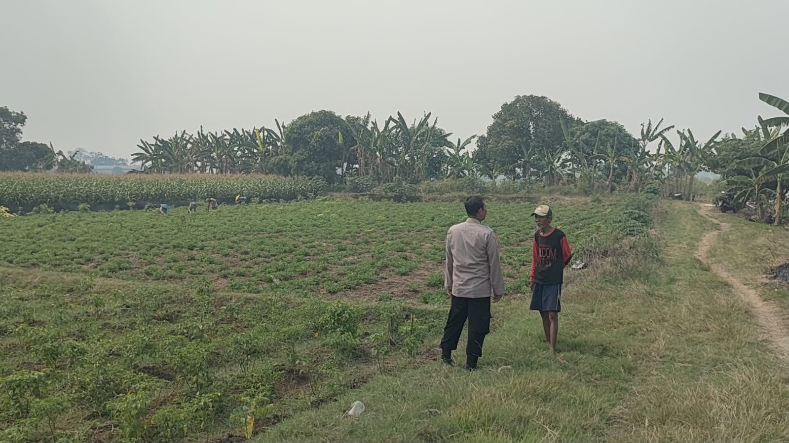 Perkuat Ketahanan Pangan, Polsek Sidayu Pantau Perkembangan Tanaman Cabai