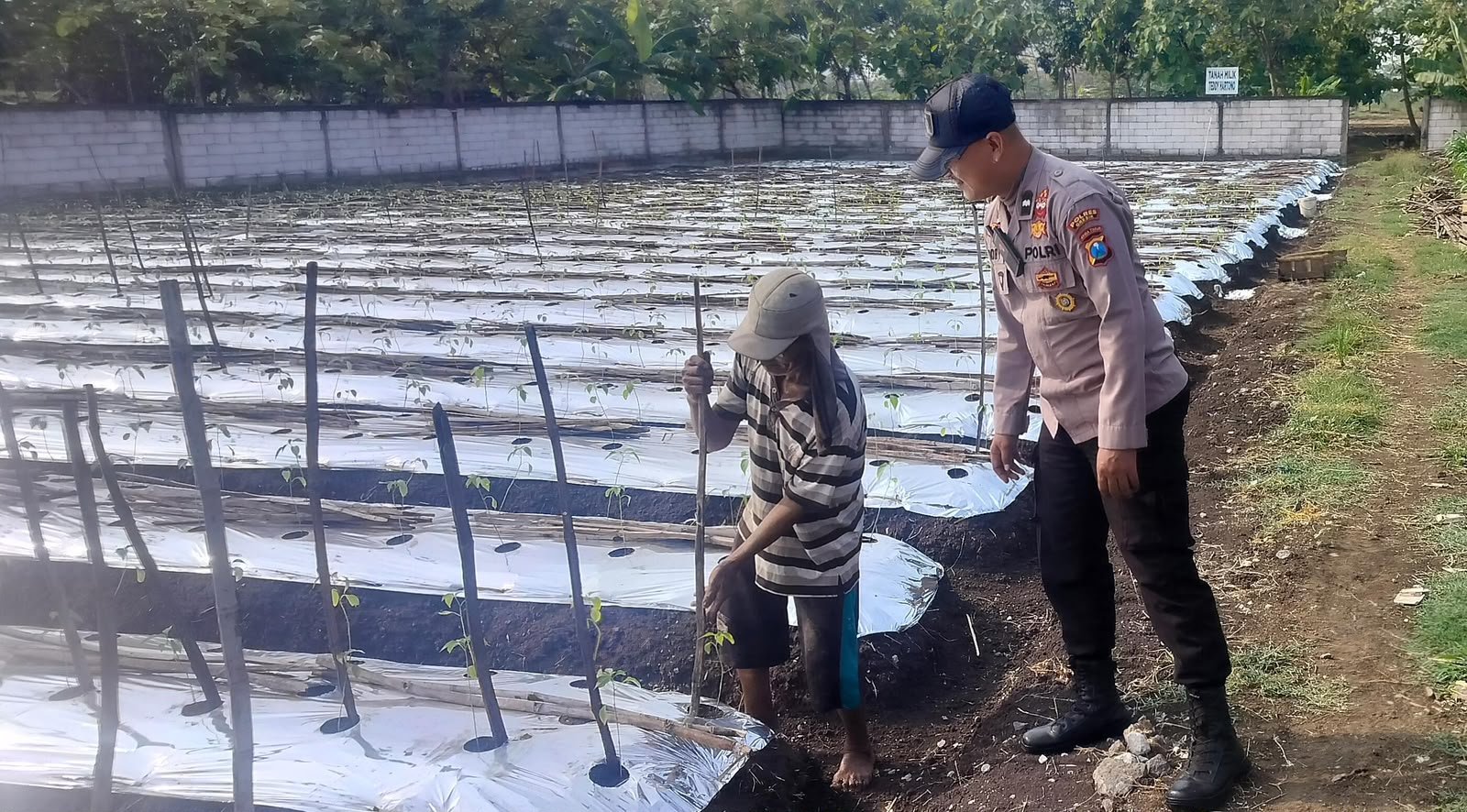 Polri Hadir Dukung Petani, Polsek Menganti Cek Tanaman Lombok di Bringkang
