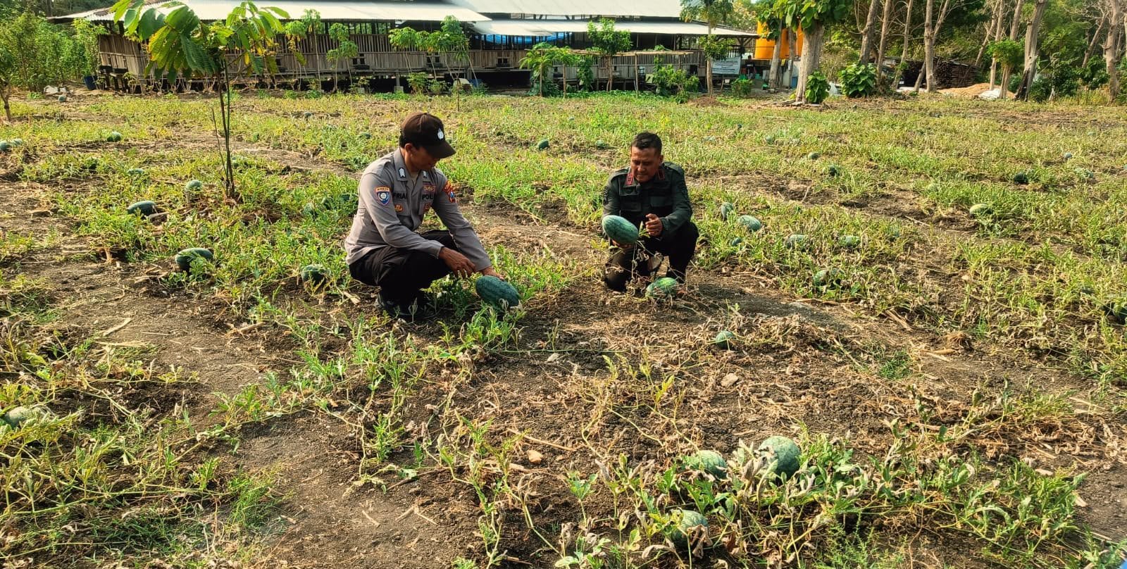 Semangka Jadi Potensi Pangan, Polsek Panceng Intensifkan Pemantauan Lahan Pertanian
